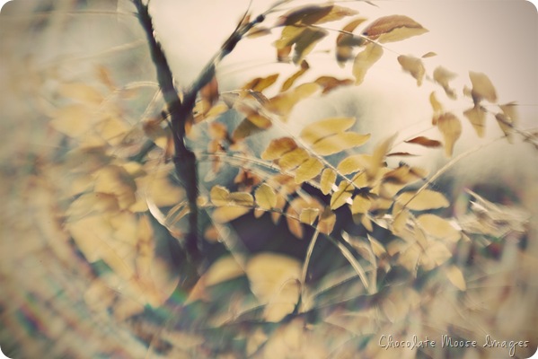 lensbaby_043