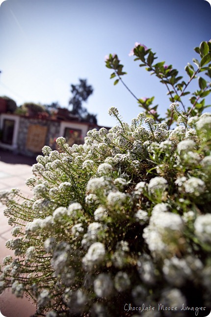 mexico plants