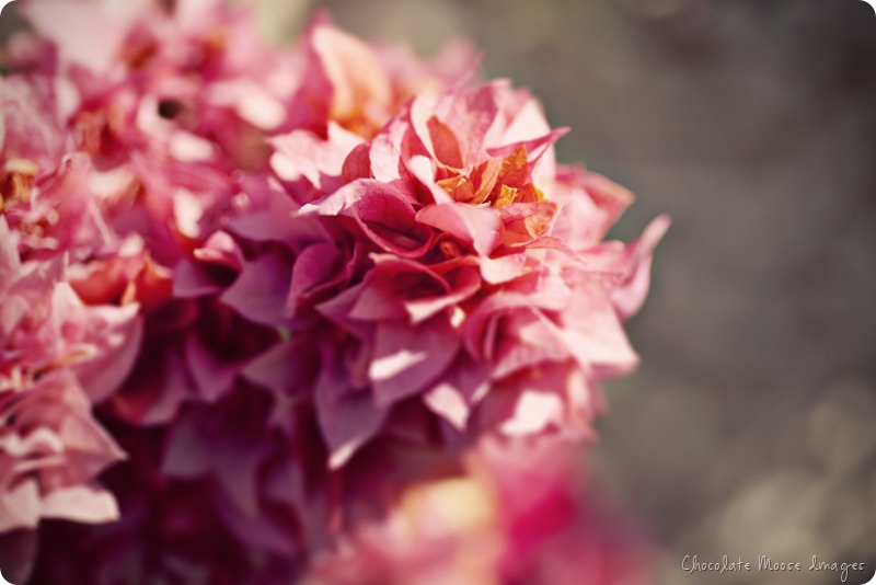 mexico flower photography