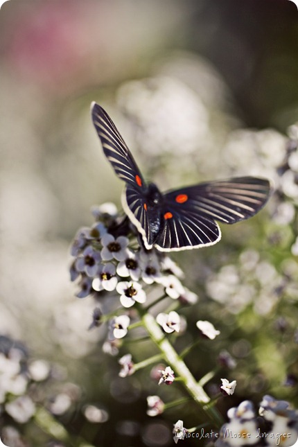 mexican butterfly