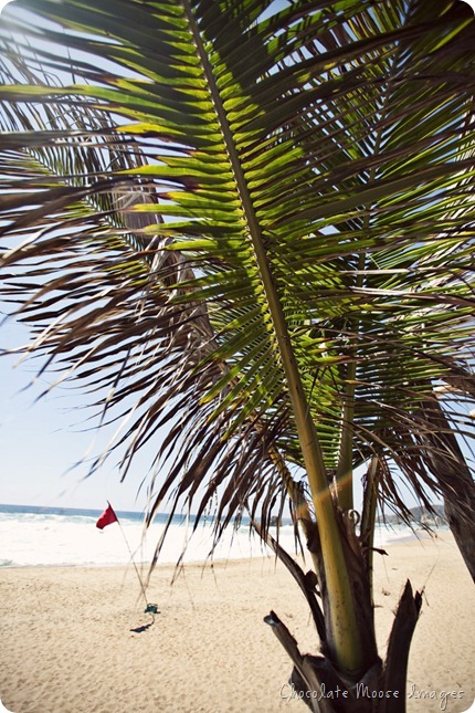 mexico, travel photography, at the beach, chocolate moose images