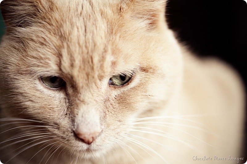 minneapolis pet photographer, chocolate moose images, cat portrait, pets