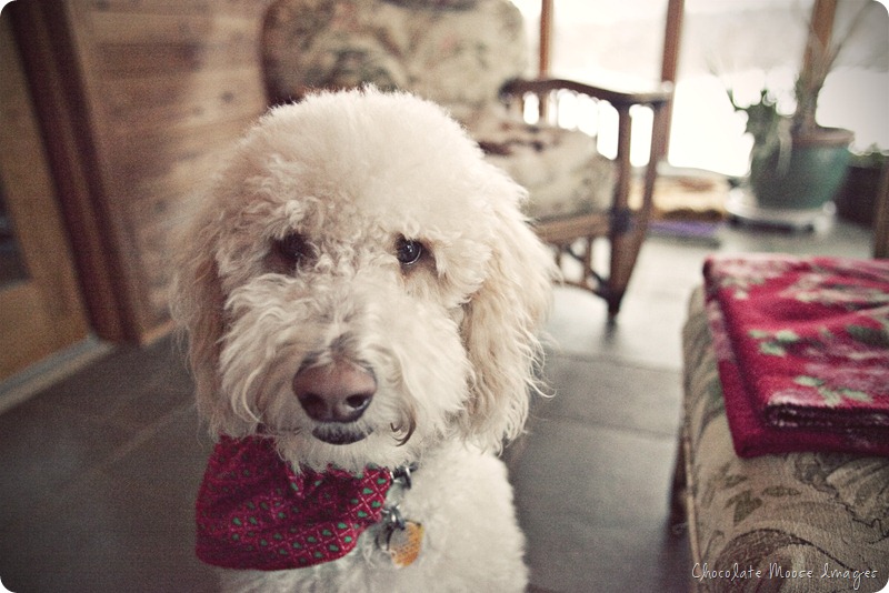 pet portrait photography, chocolate moose images, wisconsin pet portraits, golden doodle