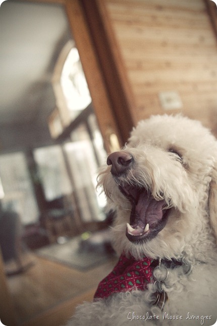 pet portrait photography, chocolate moose images, wisconsin pet portraits, golden doodle