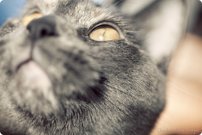 cat portrait, chocolate moose images, minneapolis pet portrait photographer