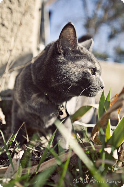 pet portrait photography, chocolate moose images, cats, outdoor cat, cat on a leash, spring