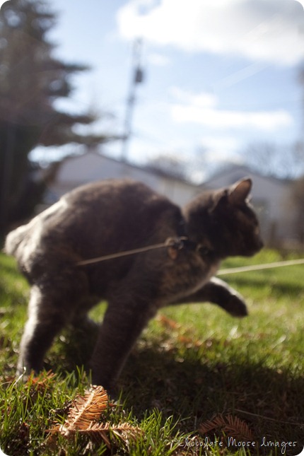 pet portrait photography, chocolate moose images, cats, outdoor cat, cat on a leash, spring