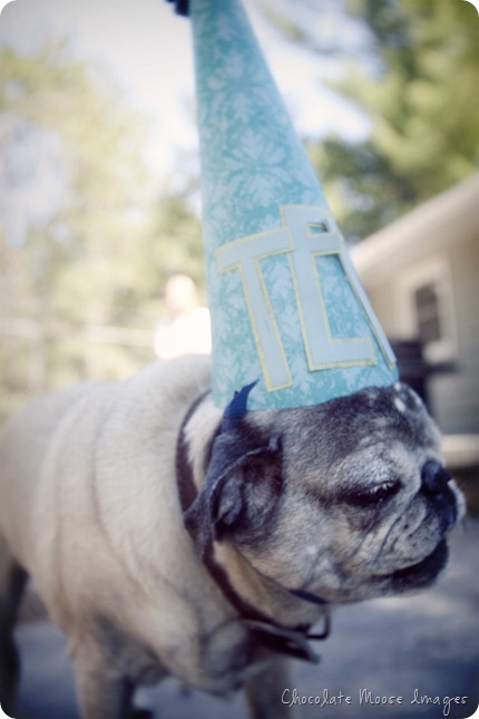 pet portrait photography, chocolate moose images, wisconsin pet portraits, pug, 10th birthday