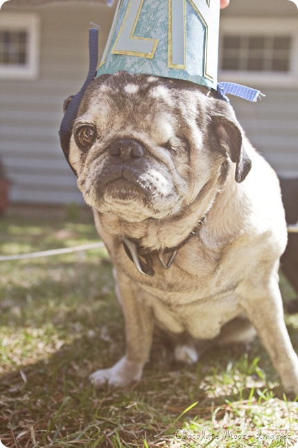 pet portrait photography, chocolate moose images, wisconsin pet portraits, pug, 10th birthday