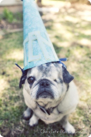 pug, dog 10th birthday party, chocolate moose images, dog portraits, wisconsin pet portrait photography