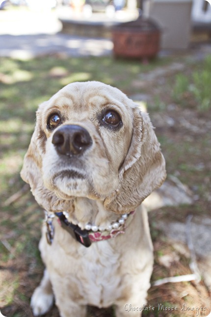 pet portrait photography, chocolate moose images, wisconsin pet portraits, cocker spaniel, 10th birthday