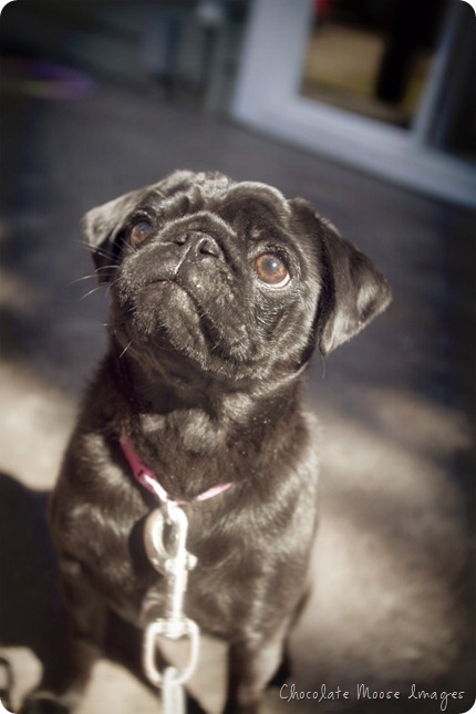 pet portrait photography, chocolate moose images, wisconsin pet portraits, pug, 10th birthday