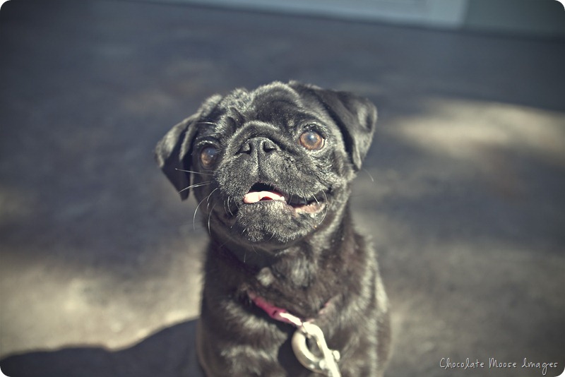 pug, dog 10th birthday party, chocolate moose images, dog portraits, wisconsin pet portrait photography