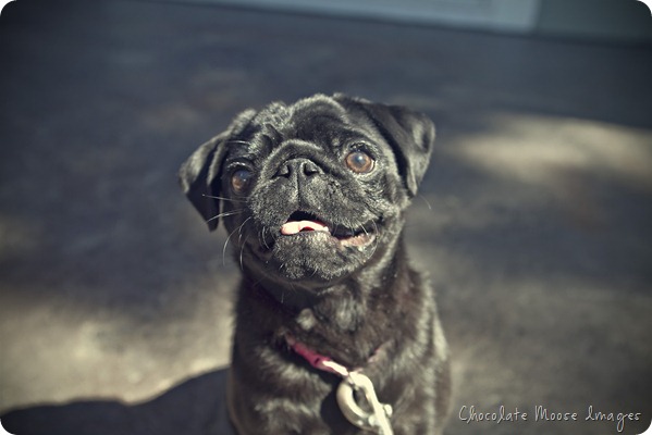 pet portrait photography, chocolate moose images, wisconsin pet portraits, pug, 10th birthday