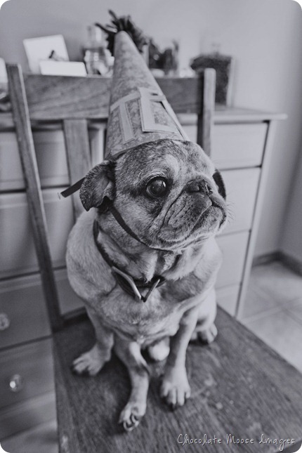 pet portrait photography, chocolate moose images, wisconsin pet portraits, pug, 10th birthday