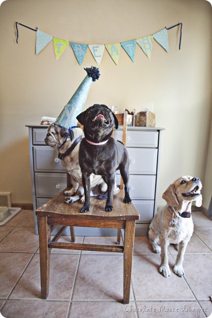 pet portrait photography, chocolate moose images, wisconsin pet portraits, pug, 10th birthday