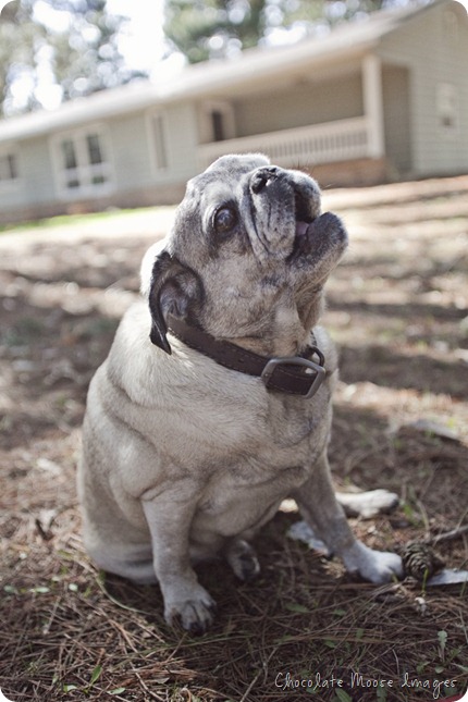 pet portrait photography, chocolate moose images, wisconsin pet portraits, pug, 10th birthday