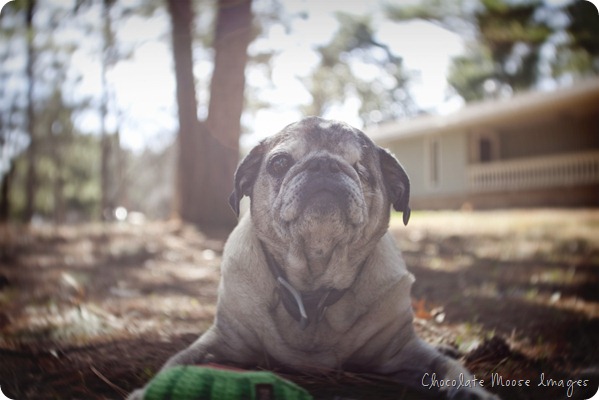 pet portrait photography, chocolate moose images, wisconsin pet portraits, pug, 10th birthday