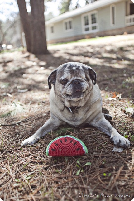 pet portrait photography, chocolate moose images, wisconsin pet portraits, pug, 10th birthday