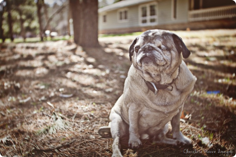 pet portrait photography, chocolate moose images, wisconsin pet portraits, pug, 10th birthday