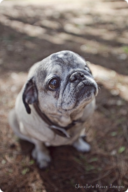 pet portrait photography, chocolate moose images, wisconsin pet portraits, pug, 10th birthday