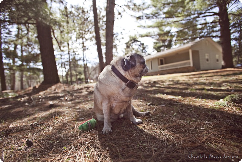 pet portrait photography, chocolate moose images, wisconsin pet portraits, pug, 10th birthday