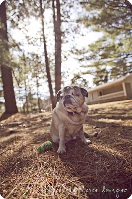 pet portrait photography, chocolate moose images, wisconsin pet portraits, pug, 10th birthday