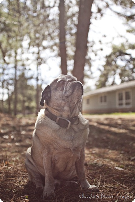 pet portrait photography, chocolate moose images, wisconsin pet portraits, pug, 10th birthday