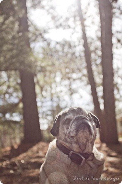 pet portrait photography, chocolate moose images, wisconsin pet portraits, pug, 10th birthday