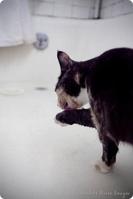 chocolate moose images, minneapolis pet portrait photographer, cat portrait, swimming cat, cat in water