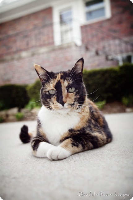 omaha pet portraits, minneapolis pet photographer, chocolate moose images, pet portrait, cat, calico