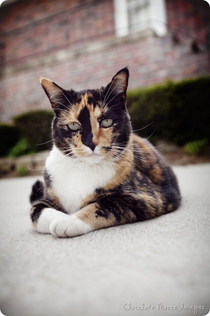 omaha pet portraits, minneapolis pet photographer, chocolate moose images, pet portrait, cat, calico