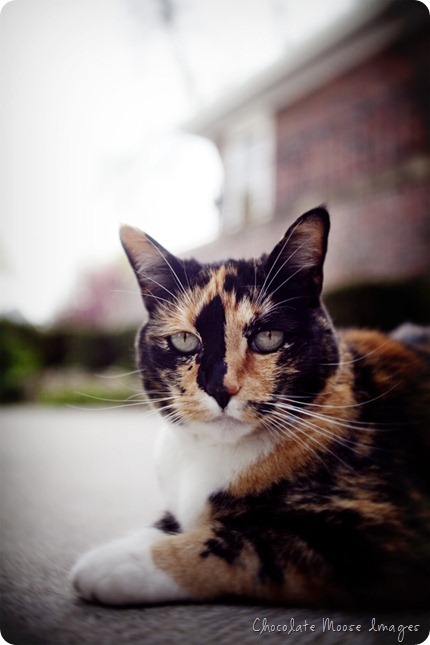 omaha pet portraits, minneapolis pet photographer, chocolate moose images, pet portrait, cat, calico