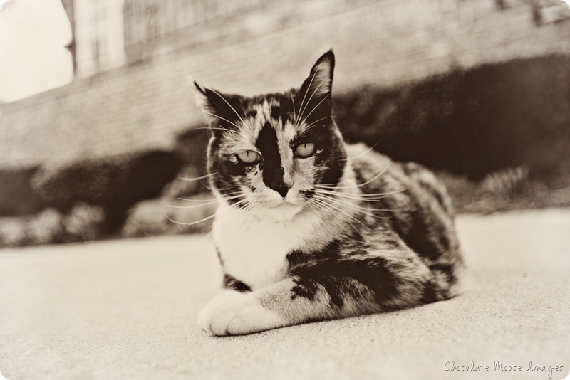 omaha pet portraits, minneapolis pet photographer, chocolate moose images, pet portrait, cat, calico