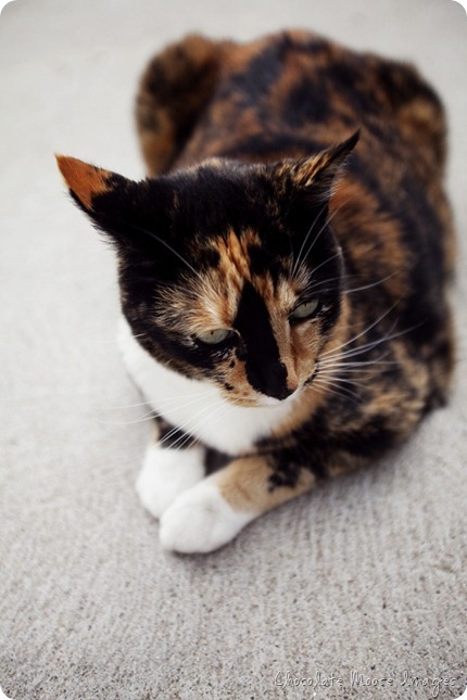 omaha pet portraits, minneapolis pet photographer, chocolate moose images, pet portrait, cat, calico