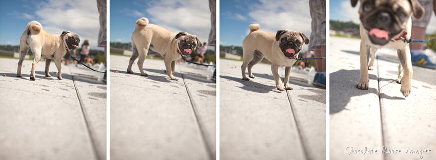 pugrun