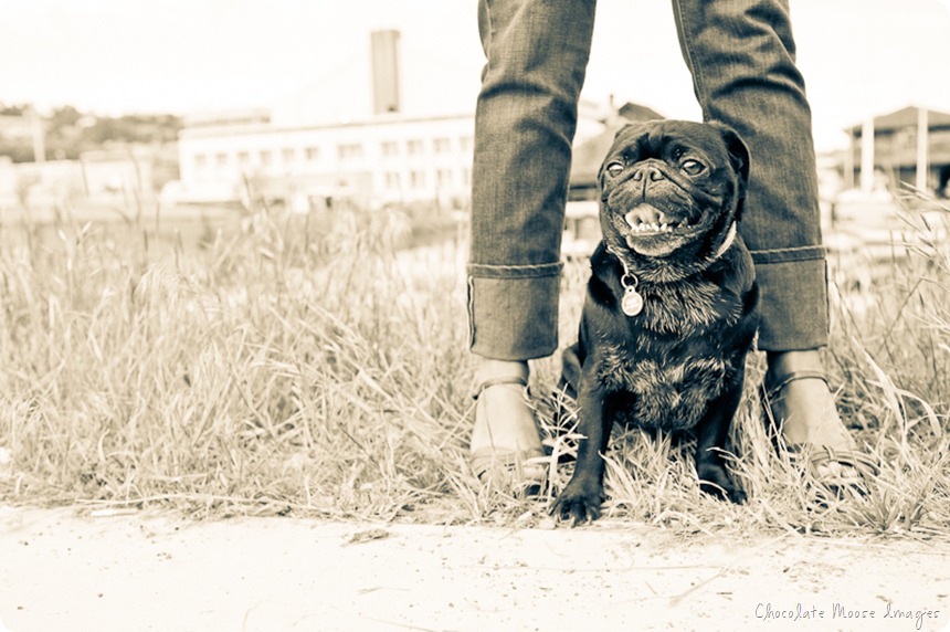 pet portrait, seattle, minneapolis pet photography, pugs, mom and pug, dog portrait, pug photos