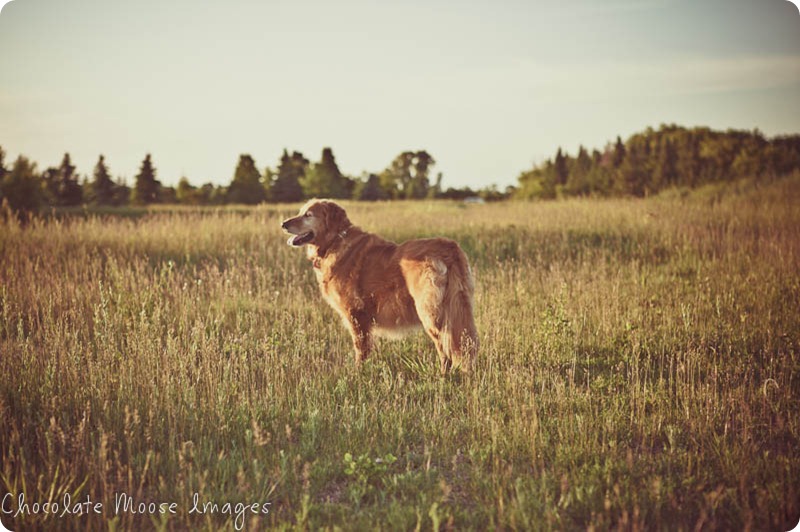 shelby, golden retriever, chocolate moose images, minneapoli pet portrait photographer, dog photography, family photos