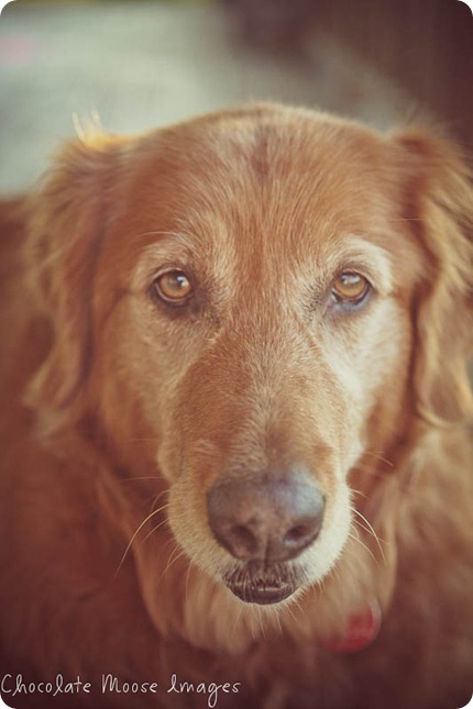 shelby, golden retriever, chocolate moose images, minneapoli pet portrait photographer, dog photography, family photos