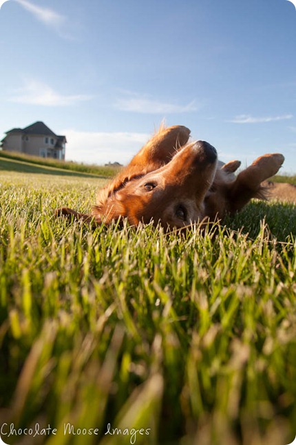 shelby, golden retriever, chocolate moose images, minneapoli pet portrait photographer, dog photography, family photos