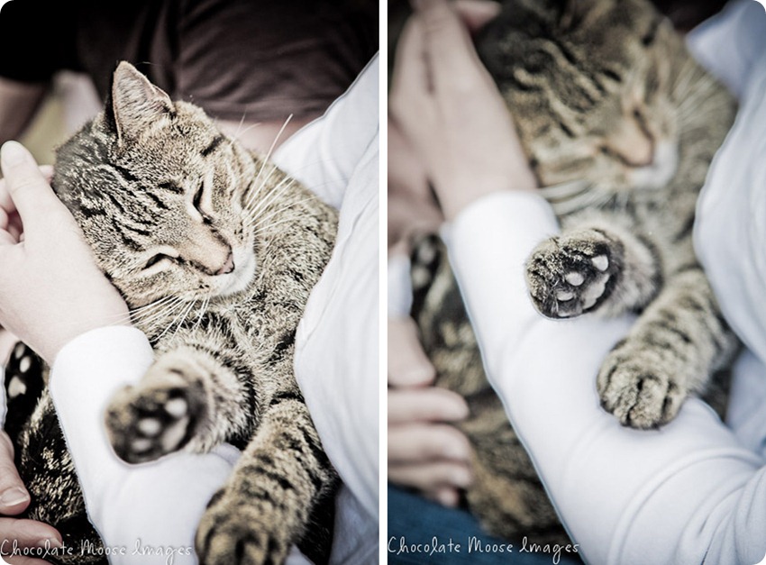 pet portrait photography, minneapolis pet portrait photographer, cat, sigmund, cat and dog best friends