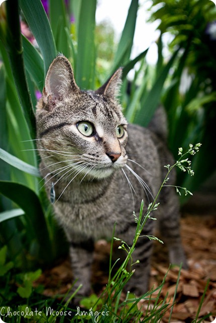 pet portrait photography, minneapolis pet portrait photographer, cat, sigmund, cat and dog best friends