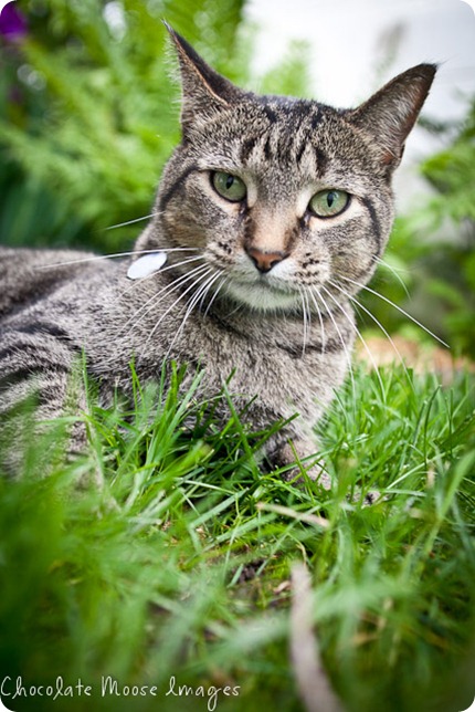 pet portrait photography, minneapolis pet portrait photographer, cat, sigmund, cat and dog best friends