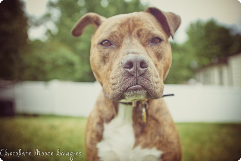 pet portrait photography, minneapolis pet portrait photographer, dog, zeus, cat and dog best friends