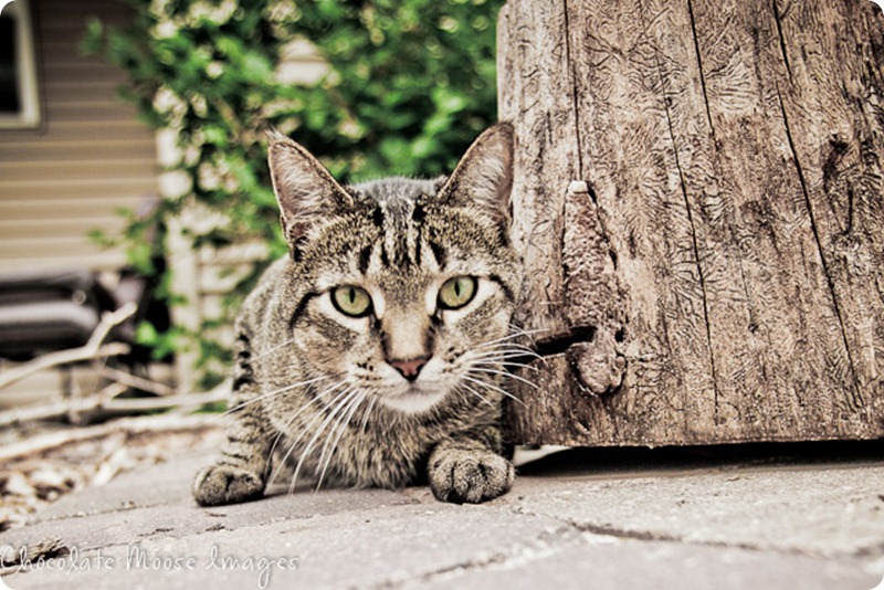 pet portrait photography, minneapolis pet portrait photographer, cat, sigmund, cat and dog best friends