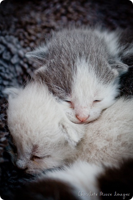 chocolate moose images, pet portrait photography, minneapolis, iowa pet portraits, kittens, cat portraits, farm cats