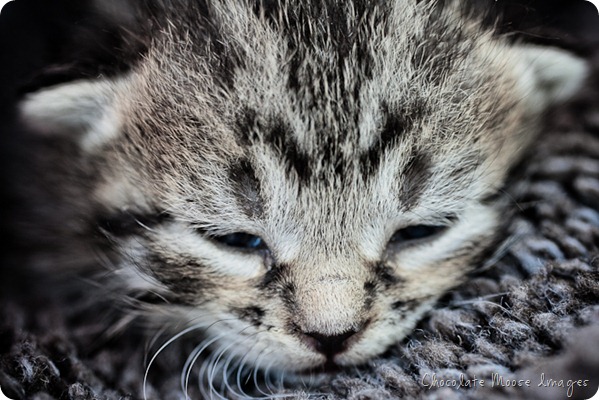 chocolate moose images, pet portrait photography, minneapolis, iowa pet portraits, kittens, cat portraits, farm cats