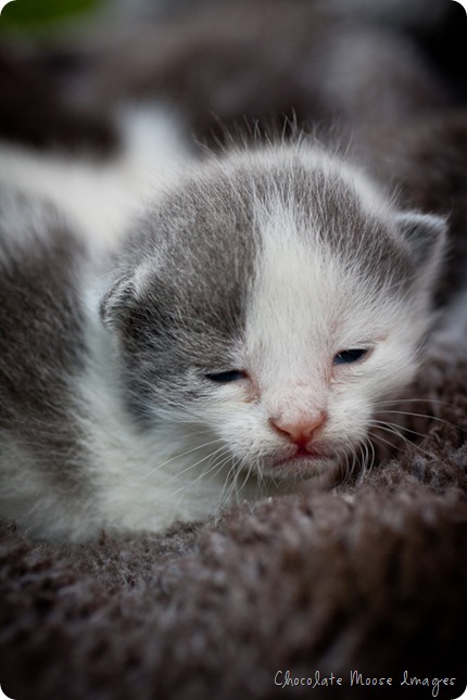 chocolate moose images, pet portrait photography, minneapolis, iowa pet portraits, kittens, cat portraits, farm cats