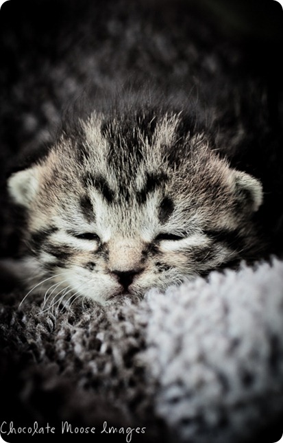 chocolate moose images, minneapolis pet portrait photographer, kitten, baby kitty, tiger, farm cat, iowa kitty