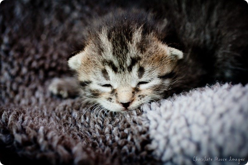 chocolate moose images, pet portrait photography, minneapolis, iowa pet portraits, kittens, cat portraits, farm cats